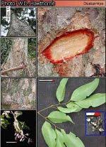 Image result for Dialium holtzii