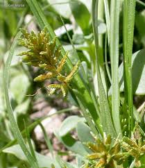 Image result for Cyperus ruwenzoriensis