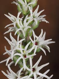 Image result for Holothrix