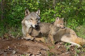 Image result for wolf cub