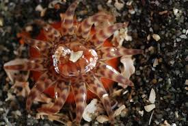 Image result for Aneilema petersii