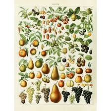 Meishe Art Vintage Poster Print Fruits Collection