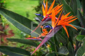 We did not find results for: Zwei Exotische Blumen Strelizia Reginae Oder Paradiesvogel Die Fototapete Fototapeten Blutenblatter Paradiesvogel Gesattigt Myloview De
