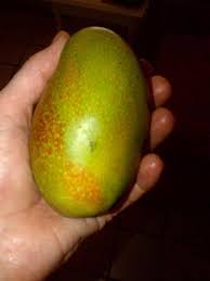 Julie Jamaican Mango Box | Sweet, Creamy And Delicious Julie Mangos -  Tropical Fruit Box