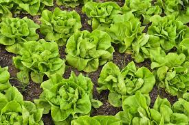 The outer leaves on compact heads can be collected during the growing season before harvesting the whole head. How To Harvest Buttercrunch Lettuce Garden Eco