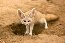 17 Animals Amazingly Adapted To Thrive In Deserts Pet Fox Fennec Fox Desert Animals