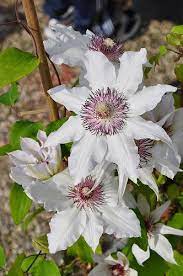 Maybe you would like to learn more about one of these? Clematis Fair Rosamond Clematis Beautiful Flowers Rare Flowers