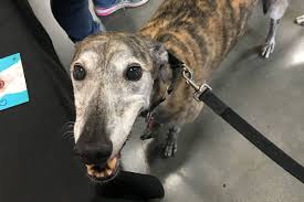 Information on the greyhound including breed size, colours, temperament, health greyhound dog racing commenced as an unorganised form of rivalry between owners, developing into a form of professional racing that became as popular as horse racing. Watch One Hound Two Hound Greyhound Victoria News