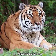 Pin By Brandy Johnson On Cats Wild Cats Big Cats Little Cats And More Cats Tigers To Kittens And Everything Cats Big Cat Rescue Big Cats Save The Tiger