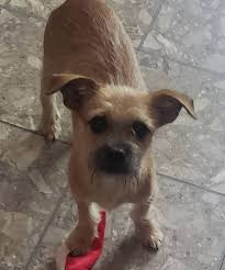 Last seen cobalt st. Houston Tx 77016 59 north His name is Shorty if anyone  sees him please let us know hes been gone since 5/8/25night hes  harmless,help us bring him home.TY🐶🙏❤️Shorty