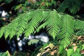 Image result for Cyathea manniana