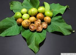 Image result for Vangueria vestita