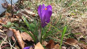 Im märz werden im garten rote rübe, petersilie, möhren, spinat, chicorée und zwiebeln ausgesät. Gartenarbeit Im Marz Checkliste Mit Den Besten Tipps