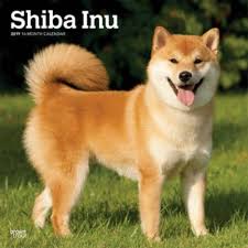 ɕiba inɯ) is a breed of hunting dog from japan. Shiba Inu Kaufen Kalender Uber Supply Cutting Preise