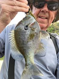 Pond update with musky and blue gill population