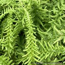 Image result for Athyrium