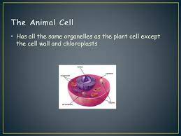 We did not find results for: A Cell Is Like A Factory Ppt Download