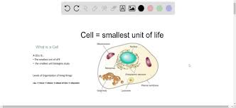 Maybe you would like to learn more about one of these? Solved The Smallest Unit Of Life Is The A