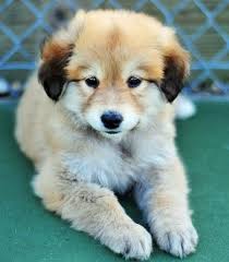 Check spelling or type a new query. Golden Shepherd Characteristics Appearance And Pictures Golden Retriever Mix Puppies Puppies Cute Dogs