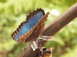 La Mariposa Mofo Azul Americana Otro Mundo Es Posible