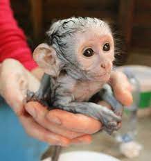 Monkeys As A Pet Pet Monkey Baby Monkey Pet Cute Baby Monkey