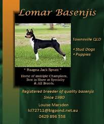 Find basenji puppies for sale on pets4you.com. Amedelyofpotpourri Basenji Dogs For Sale Australia
