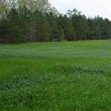 Orchard Grass Is A Very Popular Pasture Grass Seed Orchard Grass Grass Seed Spring Grass