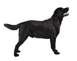 American's most popular dogs to own are labrador retrievers. Labrador Farben Alle 4 Farben Mit Bildern