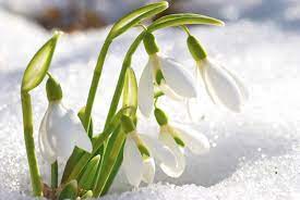Top 10 Flowers That Bloom In Winter Pouted Com List Of Flowers Snowdrop Flower Winter Flowers