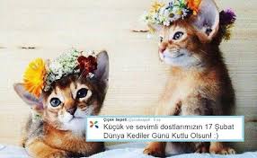 Turk Markalardan Dunya Kediler Patiliyo Com