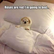 Roses Are Red I M Going To Bed Munchkin Cat Funny Animal Pictures Pets