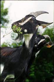 Chevre Poitevine Photo Addcp Art De Chevre Animaux Chevre