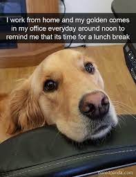 I Work From Home And My Golden Comes In My Office Everyday Around Noon To Remind Me That Its Time For A Lunch Break Funny Dog Memes Funny Animal Memes Funny