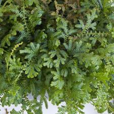 Image result for Selaginella congoensis