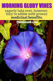 The Ultimate Guide To Purple Flowers Gardensall Purple Flowers Plants Morning Glory Flowers