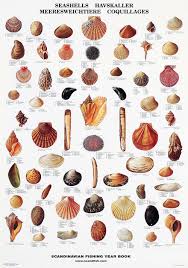 Seashell Poster