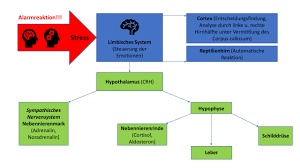 Neurohormonelle Zusammenhange Praxis Fur Osteopathie M Kothe M Sc Ost D O