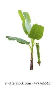 Image result for Teramnus micans