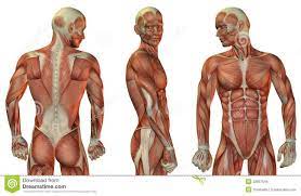Human Anatomy Body Human Anatomy For Muscle Reproductive And Skeleton Human Body Muscles Torso Anatomy