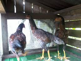 Ayam sabung hujung ori/ sambung ayam berusia dalam 8 bulan berat : Waktu Solat Malaysia Waktu Solat Dot Net