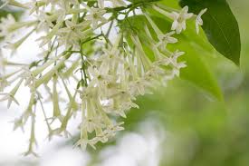 Image result for Cestrum nocturnum