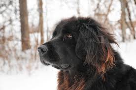Newfoundland dogs of any color have a noble head with a heavy and muscular body. Why The Newfoundland Might Be The Right Breed For You Figo Pet Insurance