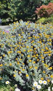 Image result for Helichrysum