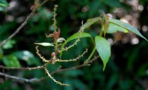 Image result for Alchornea laxiflora