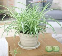 Image result for Chlorophytum pubiflorum