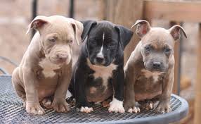 Red And Blue Nose Pitbull Puppies Pitbull Dog Puppy Pitbull Puppies Pitbulls
