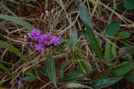 Image result for Vernonanthura polyanthes
