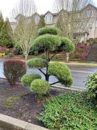 The cloud trees we stock are usually evergreen with a couple of exceptions, and therefore provide a focal point in your garden all year round. Cloud Pruning And Lifting Canopies Down To Earth
