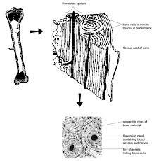 Bone matrix consists of cells called osteocytes that form rings. Anatomy Of A Long Bone Worksheet Anatomy Drawing Diagram