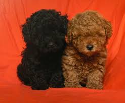 Black And White Toy Poodle Puppies For Sale The Black One Looks Like My Dog Coa Coa She Died But She Was Such A Loving Lil Animal I Miss Her Tear Poodle Puppy Poodle Cute Dogs